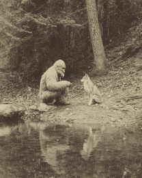 Giving Some Wisdom to a Wolf