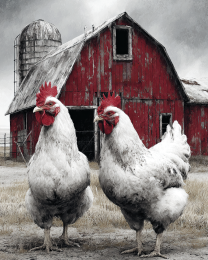 A Pair of White Chickens on the loose