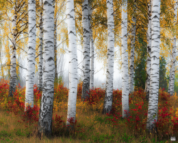 Gorgeous Landscapes - A Cluster of Birch Trees