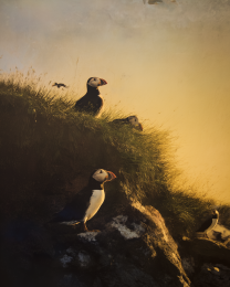 Plucky Peaceful Puffins - Watercolor Dry Brush Puffins 12