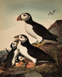 Plucky Puffin Sketch- Study in Watercolor Puffins 4