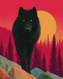 Black Wolf Approaching