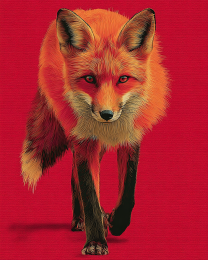 Red Fox Approaching