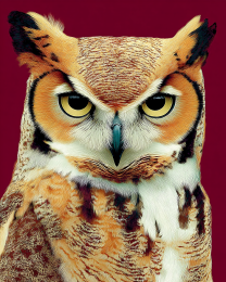 Sly Great Horned Owl