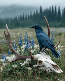 Raven on Deer Skull