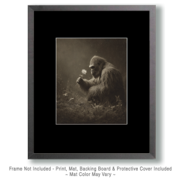 The Beauty of a Daisy Appreciated Art