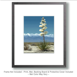 Century Plant Landscape Art