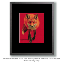 Red Fox Approaching Art