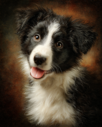 Border Collie Puppy Portrait