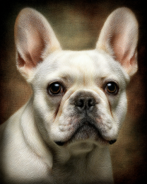 Cream French Bulldog Portrait
