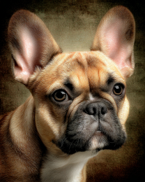 Fawn French Bulldog Portrait