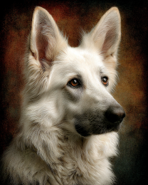 White German Sheperd Portrait