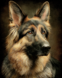 Classic Long-Haired German Shepherd Portrait
