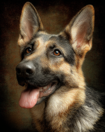 German Shepherd Portrait