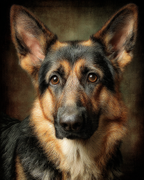 CLassic German Shepherd Portrait
