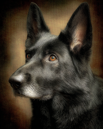 Black German Shepherd Portrait