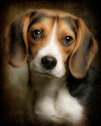 Beagle Portrait