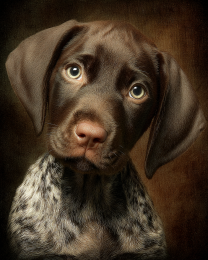 German Shorthaired Pointer Puppy Portrait