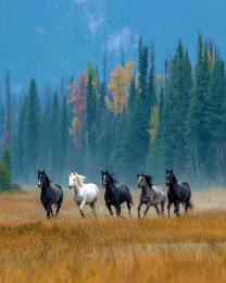 Wild Horses Morning Run