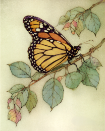 Monarch Butterfly on a Branch