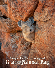 Glacier National Park - Peek-A-Boo Pika