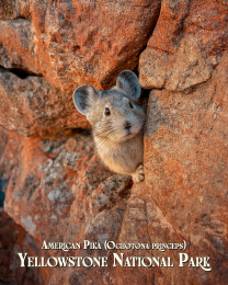 Yellowstone National Park - Peek-A-Boo Pika