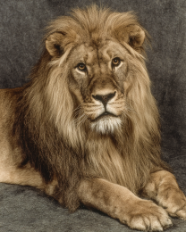 African Lion Portrait Vintage Wildlife Art Print