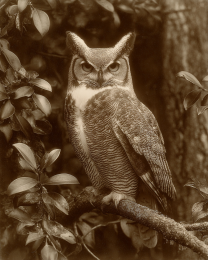 B&W Great Horned Owl Vintage Style Wildlife Art Print