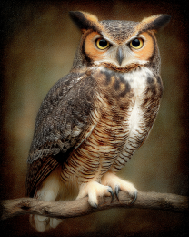 Great Horned Owl Vintage Style Wildlife Art Print