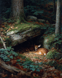 Young Fawn Taking a Nap