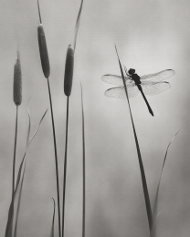 Black and White Dragonfly
