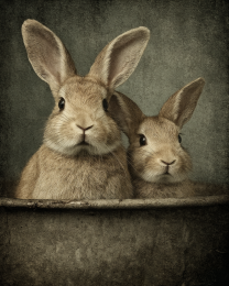 Mom Rabbit and Baby Bunny in Vintage Sink Basin