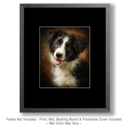 Border Collie Puppy Portrait Art