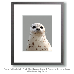 Harbor Seal Portrait Painting Art