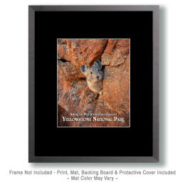 Yellowstone National Park - Peek-A-Boo Pika Art