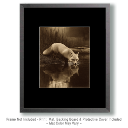 Fox Taking a Drink Vintage Wildlife Art