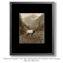 Old Bull Elk Vintage Style Wildlife Art