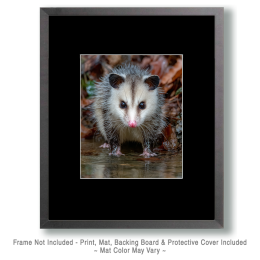 Baby Opposum Her Standing Ground Art