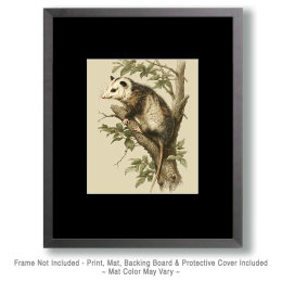 Vintage Style Opossum Art
