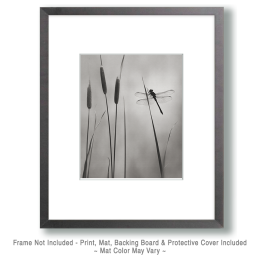 Black and White Dragonfly Art