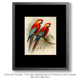 Naturalist Macaw Parrots Vintage Style Wildlife Art
