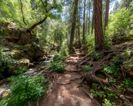 Wolfe's Neck Park Path - Landscape Art Print