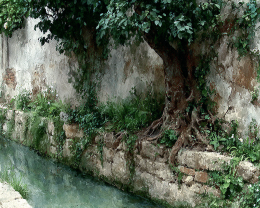 Tree Growing on Canal Wall - Landscape Art Print