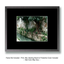 Tree Growing on Canal Wall - Landscape Art