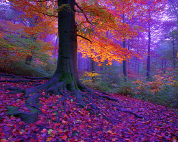 Neon Fall Morning - Landscape Art Print