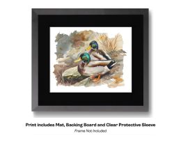 Mallard Duo