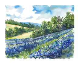 Lupine Field