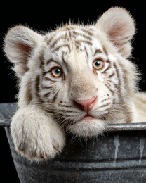 White Tiger Cub in Bathtub - Art Prints for the Bathroom