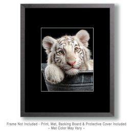 White Tiger Cub in Bathtub - Art for the Bathroom