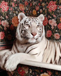 White Tiger Waiting in Bathtub - Art Prints for the Bathroom